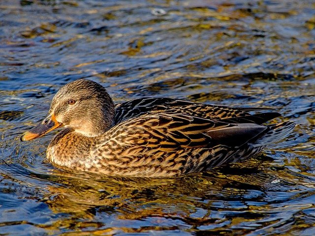 Duck Duck Goose vs. Pato Pato Ganso: Diferencias Culturales del Mismo Juego